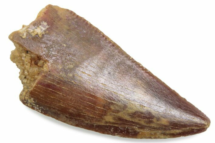 Serrated Raptor Tooth - Real Dinosaur Tooth #376420